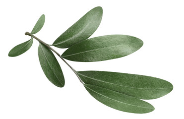olive branch cut out