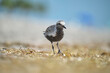 Black-Bellied Plover wild sea birdlooking for food on seaside in summer