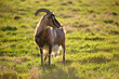 Domestic milk goat with long beard and horns grazing on green farm pasture on summer day. Feeding of cattle on farmland grassland
