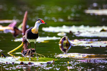 Comb-crested Jacana Bird Walking On The Leaves Of Aquatic Plants In Search Of Food In Ingham, Queensland. Australia