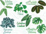 Fototapeta  - Hand drawn decorative house plant collection with their botanical names Pileia, calathea vittata, monstera delicious, peperomia sandersii, caladium lindenii, maranta leuconeura.