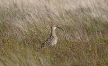 A Curlew Perching In The Long Grass Of The North York Moors During The Summer Ground Nesting Season. 