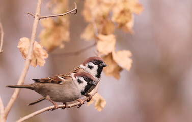 Wall Mural - A couple of sparrows on autumn twigs, among falling, yellowing leaves....