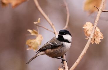 Wall Mural - Coal tit on autumn twigs, among falling, yellowed leaves....