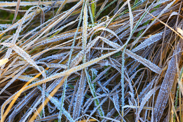 Wall Mural - ice crystals on frosted grass - abstract background