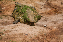 An African Crocodile Covered In Green Algae And Moss Is Lying On A Sandy Bank.