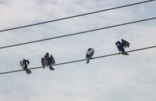 A Group Of Cormorants Sit In A Row On A Power Line Drying Their Feathers, Thailand