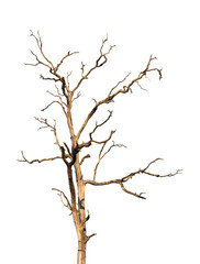 Wall Mural - dead tree branch isolated on transparent background png file.