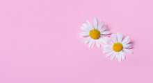 Two Large White Daisies On A Light Pink Background. Copy Space