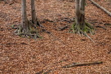 Exposed Beech Roots With Fallen Leaves.