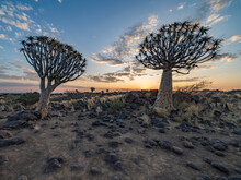 Desert Landscape With With Quiver Trees (Aloe Dichotoma), Northern Cape, South Africa
