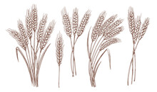 Whole Stalks Wheat Ears Spikelets With Grains. Design Element For Bakery Or Flour. Organic Vegetarian Farm Food Vector