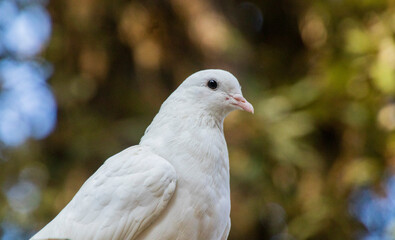 Wall Mural - White pigeon sitting close up 