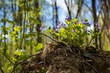 wood violet bush, plant flower macro grow in meadow soil of forest thickets, fresh seasonal vegetation happy in backlight, blurred tree trunks, light shadow play, spring awakening ecotourism concept