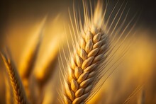 Golden Harvest: Close View Of A Wheat Field In The Peak Of Ripe Season