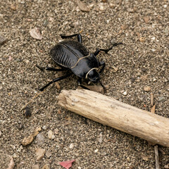 close up of insect, a beetle and a stick.