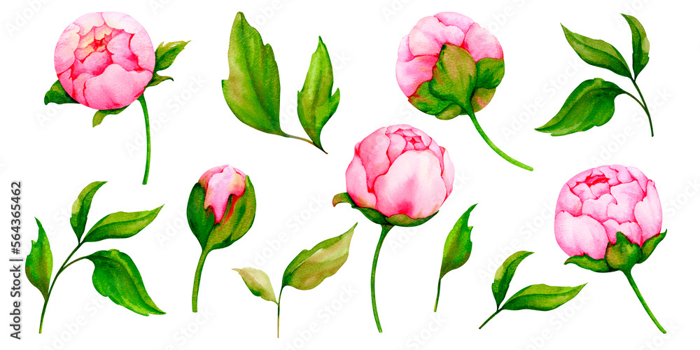 Set of watercolor pink peonies isolated on white background. Collection ...