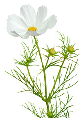 cosmos blanc