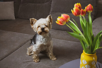 Wall Mural - Pretty little brown purebred Yorkshire Terrier dog sitting on the couch looking at the camera. Puppy, doggy, lapdog indoors. Bouquet of orange tulips in a home interior. Lovely pet as a present gift.