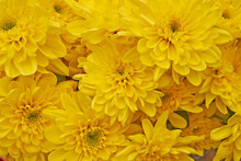 Bright Yellow Chrysanthemum Flowers Bouquet Top View Close-up. Natural, Colorful Background.