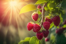 Raspberry Fruit With Light And Blurred Nature Background Generative Ai