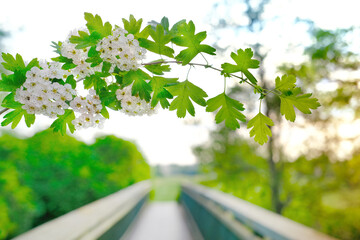 Wall Mural - spring street, out of focus road, hawthorn branch, blooming buds, lush spring foliage, vegetation ornamental shrub, good weather, environmental concept, banner for designer