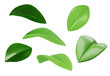Green leaves set of different projections. 3d vector realistic. Ecology, bio and natural products concept