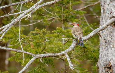 Wall Mural - Northern flicker woodpecker on tree branch 