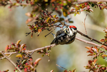 Wall Mural - Yellow bellied sap sucker woodpecker male on tree