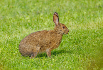 summer snowshoe hare rabbit 