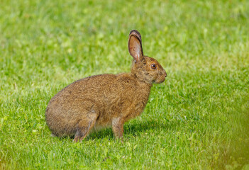 Wall Mural - summer snowshoe hare rabbit 