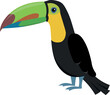 Cute Keel-billed toucan vector illustration for kids isolated on white background. Cartoon animal.