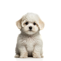 Wall Mural - Adorable and cute purebred puppy looking at the camera. Generative AI