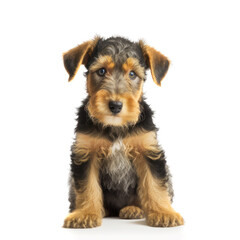 Wall Mural - Adorable and cute purebred puppy looking at the camera. Generative AI