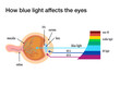 How blue light affects the human eyes