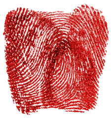 Fototapeta red ink fingerprint isolated on a white background. real bloody fingerprint, top view.