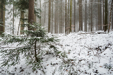 Foggy winter day in snowy forest during snowfall in the Black Forest,  Germany