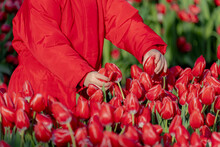 Selective Focus Of A Little Girl Hand Picking Flowers With Green Leaves, Tulips (Tulipa) Are A Genus Of Spring-blooming Perennial Herbaceous Bulbiferous Geophytes, National Tulip Day In Netherlands.