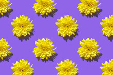 Pattern From Yellow Chrysanthemum Flower On Purple Background. Minimal Summer Concept. Banner. Design For Wrapping Paper, Fabrics, Covers And Cards. Seamless Patterns For Wallpaper, Background And Tex
