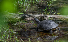 Turtle In The Pond
Yellow-bellied Turtle - Great Dismal Swamp, Virginia 