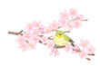 満開の桜とメジロのカットイラスト素材