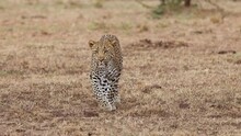 Slow Motion Video Of A Leopard Walking In Kenya