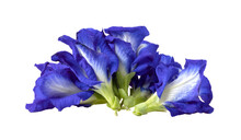  Butterfly Pea Flowers  Isolated On Transparent Png