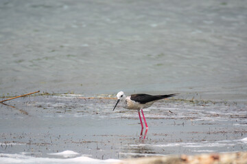 Cute water bird. Black winged Stilt feeding in the lake. Black winged Stilt, or or pied stilt, Himantopus himantopus.