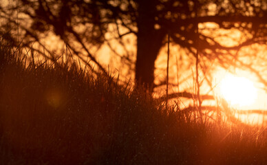 Wall Mural - The sun's rays shine through the branches of trees on the edge of the forest.