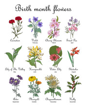 Set Of Birth Month Flowers Illustrations. Carnation, Violet, Cherry Blossom, Honeysuckle, Lily Of The Valley, Gladiolus For Jewelry, Tattoo, Logo, Wall Art. Transparent Background. PNG. Stickers
