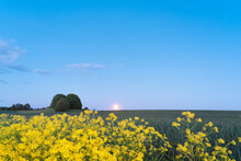 The Moon Rising Over The Field. Trees On The Horizon. Summer Night. Yellow Wildflowers In The Foreground. Space For Text.