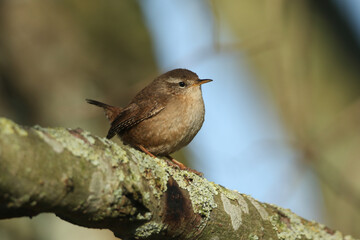 Wall Mural - a wren, troglodytes troglodytes, perched on a branch of a tree.