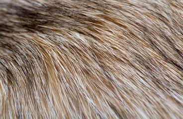 Wall Mural - animal fur close up. background of gray sable and red fox or chinchilla wool, pile fur texture.