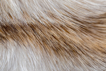 Wall Mural - animal fur close up. background of gray sable and red fox or chinchilla wool, pile fur texture.